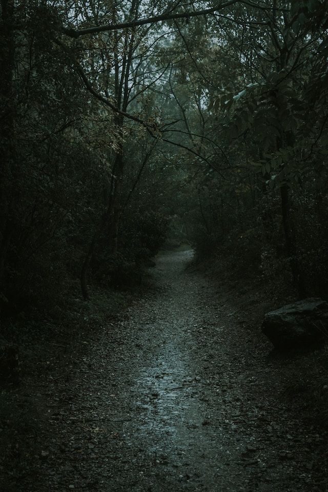 A path through dark woods, covered in mist and fog.